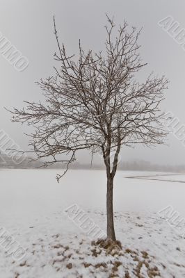 Tree in a fog