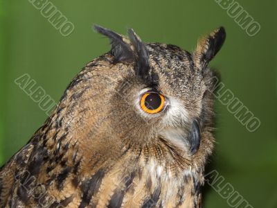 Owl eyes and beak