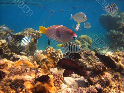 morning on a coral reef morning on a coral reef