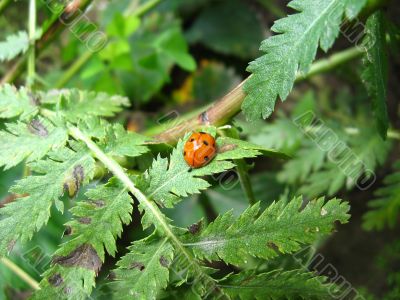 a small nice ladybird