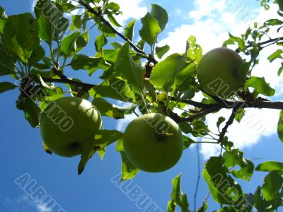 very tasty and ripe apples