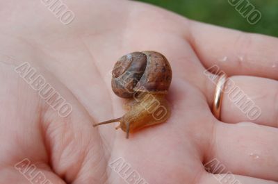 Snail on a palm