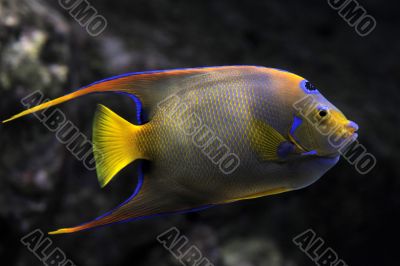 Queen Angelfish