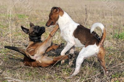 playing dogs playing dogs