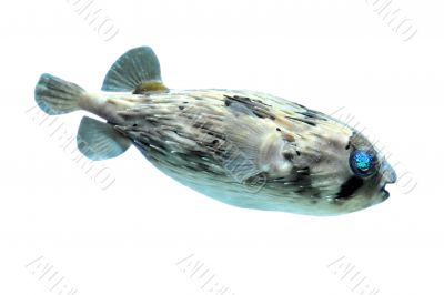 Slender-spined porcupine fish
