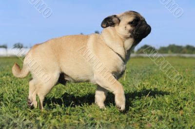 walking baby pug