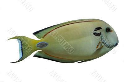 Vampire Tang Vampire Tang