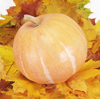pumpkin on leaf