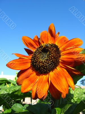 a bee on the beautiful sunflower