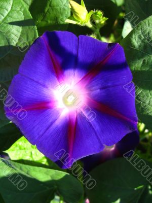 beautiful flower of Ipomoea