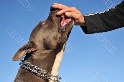 feeding his pitbull