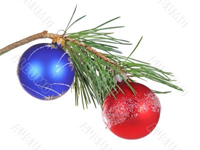 Christmas branch of a pine