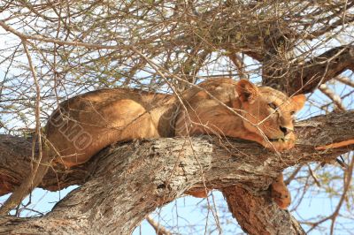 Lioness resting on a tree 