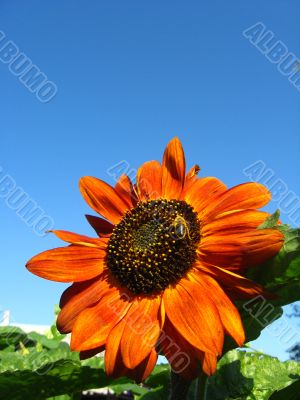 a bee on the beautiful sunflower