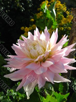 a beautiful flower of Dahlia