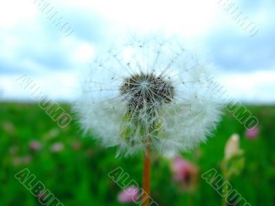 Dandelion