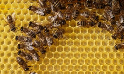 Bees build honeycombs