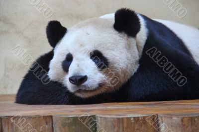 captive giant panda captive giant panda