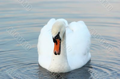 white mute swan on the water