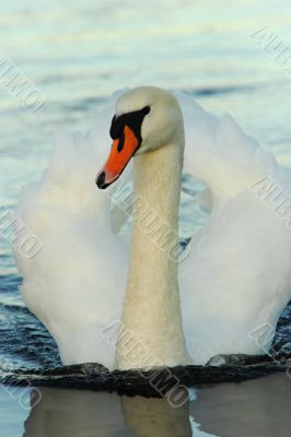 a mute swan on water a mute swan on water