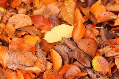 autumn leaf background