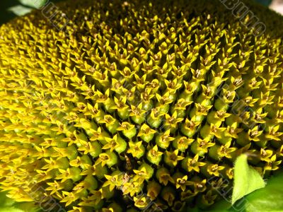 the surface of sunflower