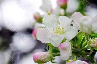 blossom apple tree. Apple flowers close-up. 