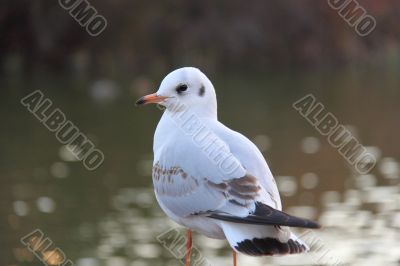 Seagull Seagull