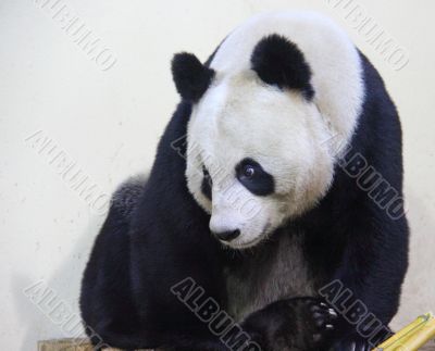 Giant Panda