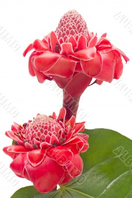 Tropical flower torch ginger, isolated