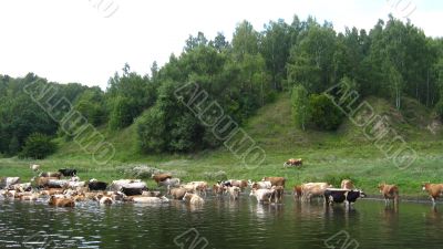 Landscape with the river and watering of cows