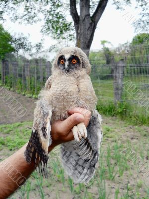 Wild owl Wild owl