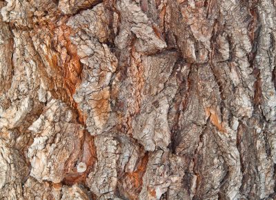 bark of a tree structure
