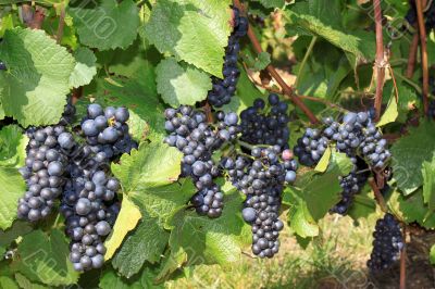 Grapes Grapes