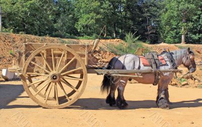 draft horse