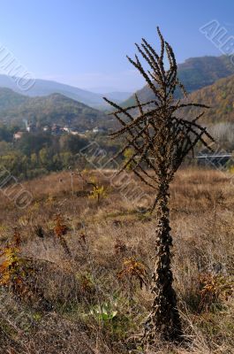 Dry Plant in the Fall