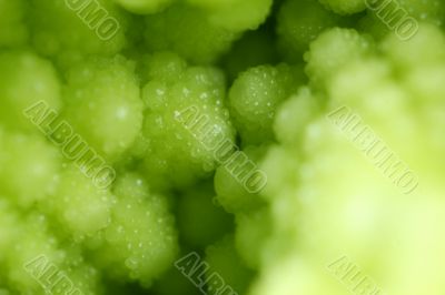 Romanensco - broccoli  -  cauliflower - micro view