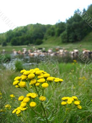 Landscape with the river and watering of cows