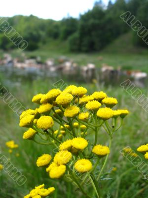 yellow flower on the background of river and cows