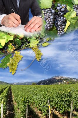 grape harvest