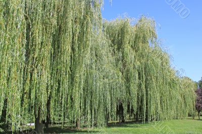 weeping willow