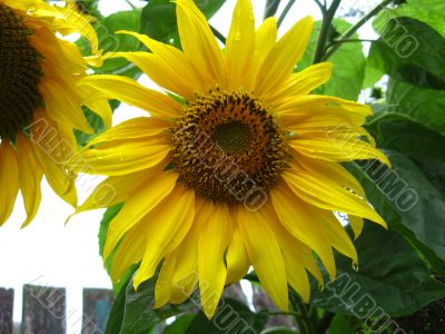  beautiful sunflower after rain