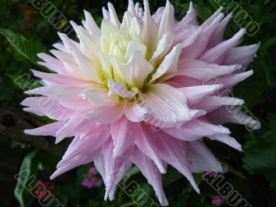 a beautiful flower of Dahlia
