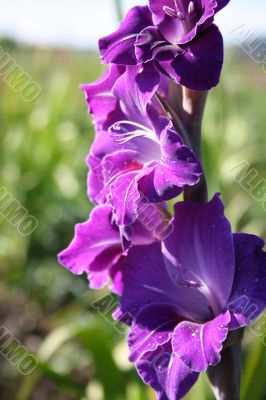 gladioli in summer