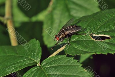 fly on the leaf