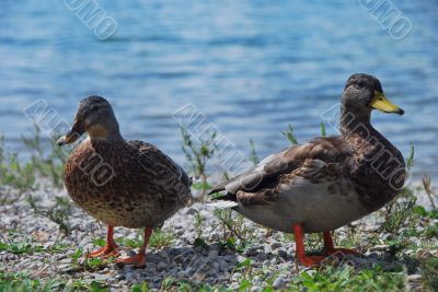 two duck
