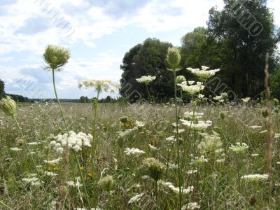 summer landscape