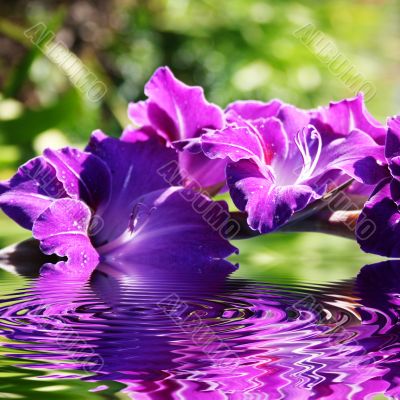 gladiolus flowers in summer