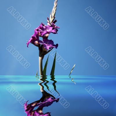 gladiolus in water