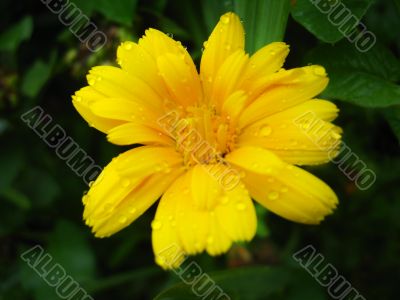 beautiful flower of yellow calendula beautiful flower of yellow calendula